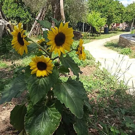 Glyfada Bay Tatil Evi