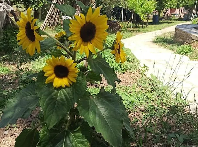 Glyfada Bay Case de vacanță